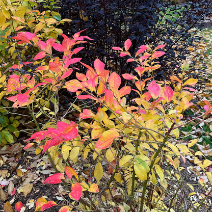 Sky Dew® Gold Vaccinium - Photo Property of Garden Crossings LLC