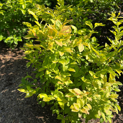 Sky Dew® Gold Vaccinium - Photo Property of Garden Crossings LLC