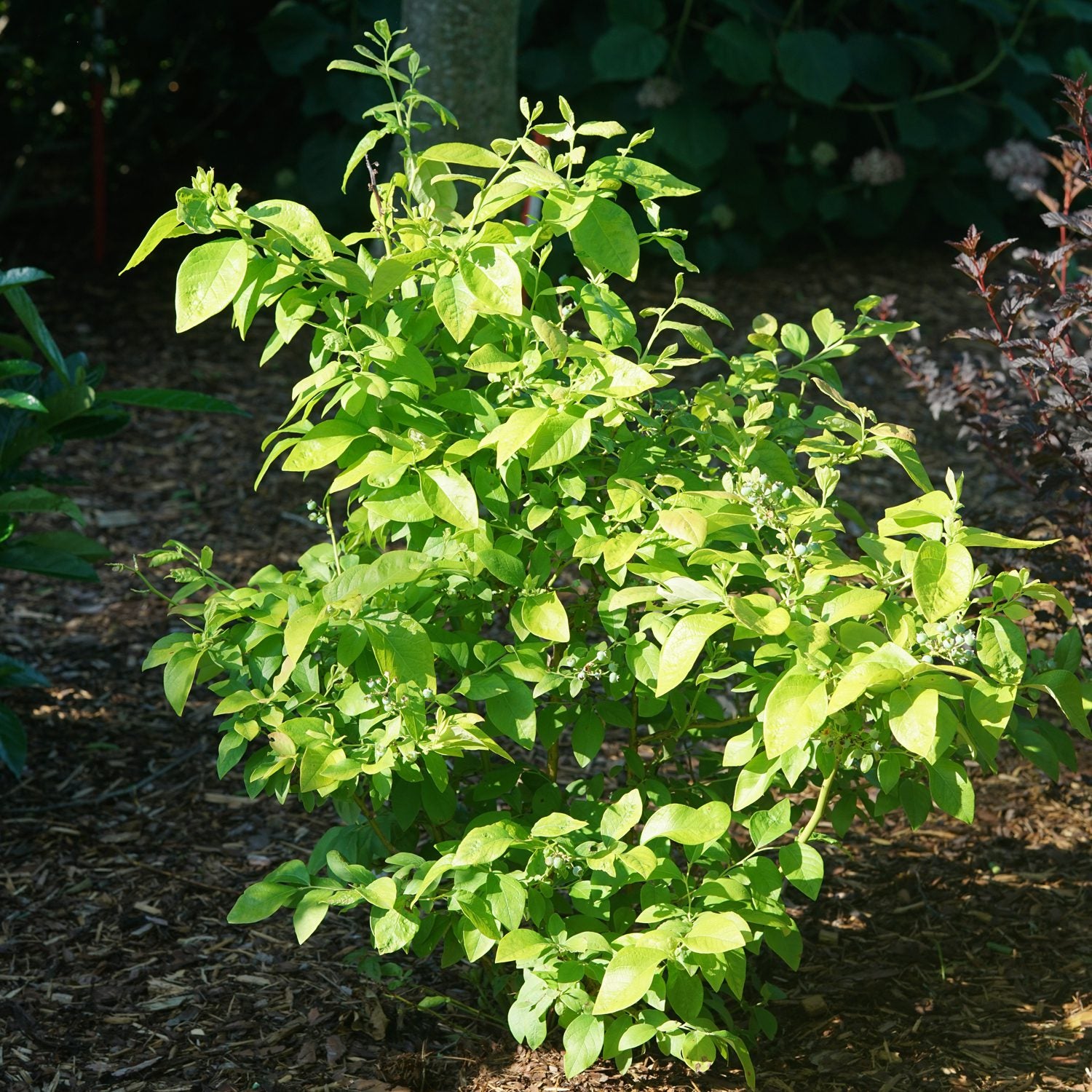 Sky Dew® Gold Vaccinium - Photo Courtesy of Proven Winners, Inc.