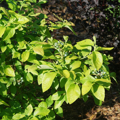 Sky Dew® Gold Vaccinium - Photo Courtesy of Proven Winners, Inc.