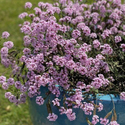 A large blue planter filled with clusters of Cake Pops® Pink Tuberous Verbena, a heat- and humidity-tolerant annual, sits on a sunny grassy lawn. - Photo Property of Garden Crossings LLC