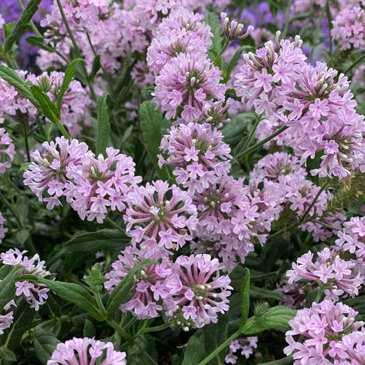 Clusters of light pink Cake Pops® Pink Tuberous Verbena blooms with star-shaped petals and green leaves create a dense, vibrant floral display - Photo Property of Garden Crossings LLC.