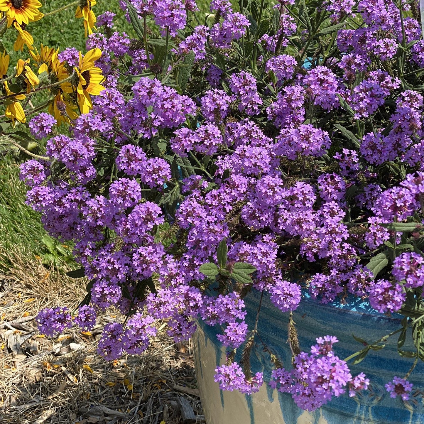 A blue ceramic pot filled with vibrant Cake Pops® Purple Tuberous Verbena and a few yellow flowers sits outdoors on grass with dry mulch - Photo Property of Garden Crossings LLC. Decorative pot not included.