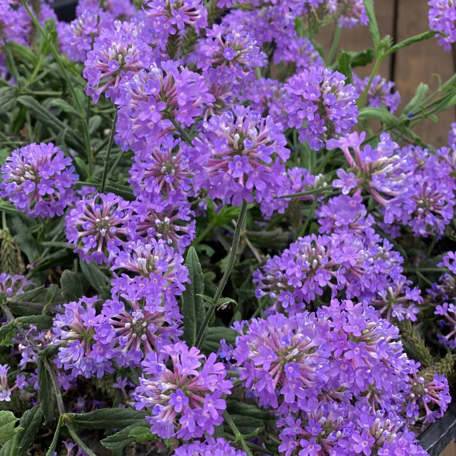 Clusters of vibrant purple blooms from the Cake Pops® Purple Tuberous Verbena create a dense, colorful display - Photo Property of Garden Crossings LLC.