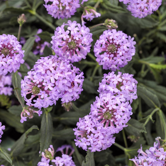 Clusters of small, light purple Cake Pops® Purple Tuberous Verbena (Verbena) flowers bloom above dark, leafy stems with green, elongated leaves - Photo Courtesy of Proven Winners, Inc.