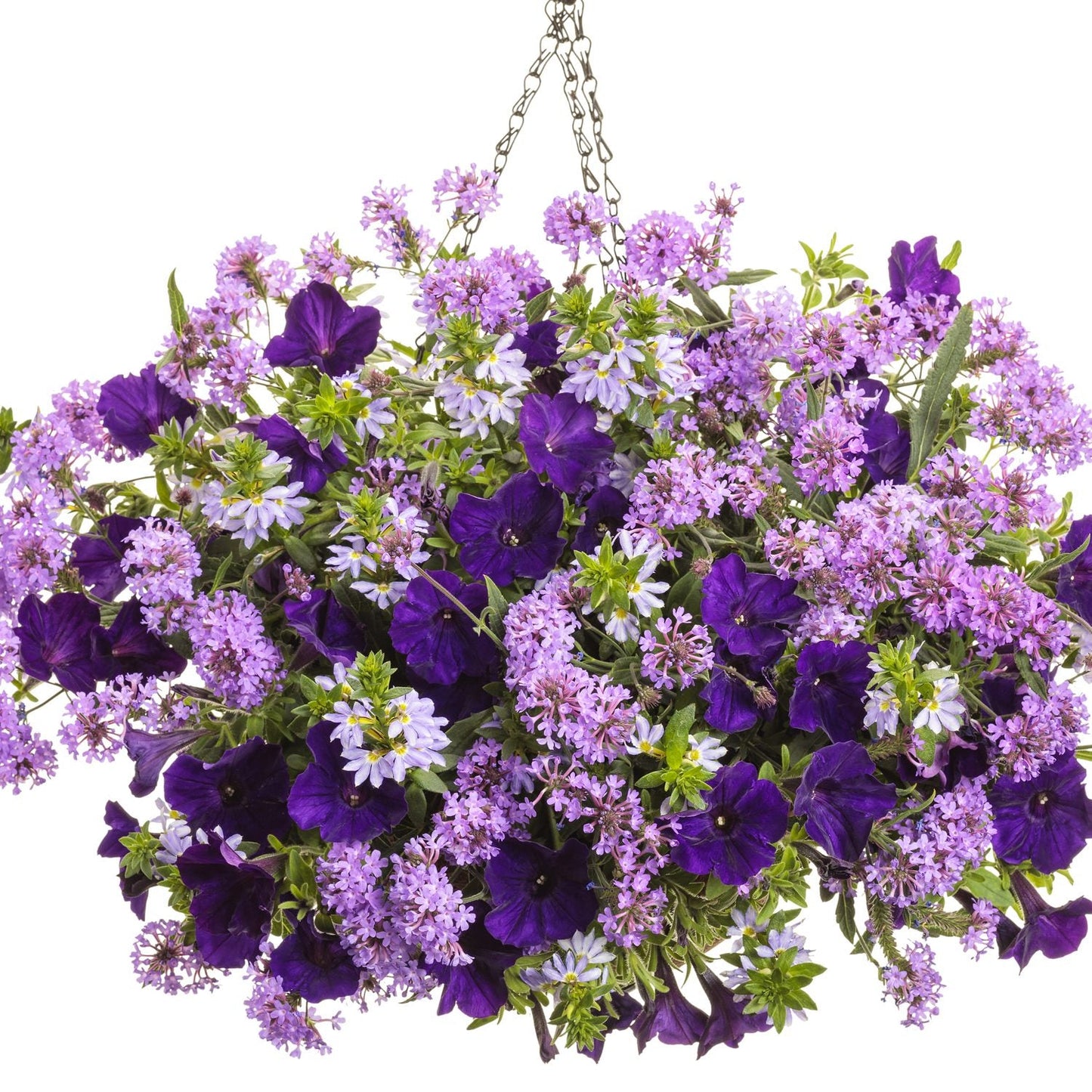 A hanging basket filled with vibrant  lavender Cake Pops® Purple Tuberous Verbena and purple petunias - Photo Courtesy of Proven Winners, Inc. Decorative pot not included.