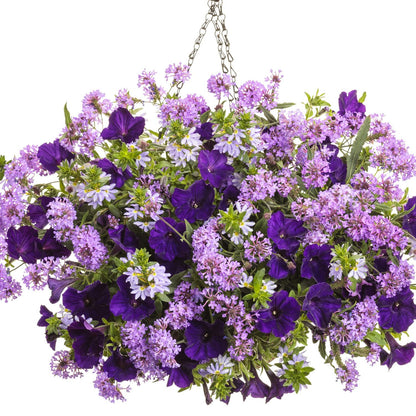 A hanging basket filled with vibrant  lavender Cake Pops® Purple Tuberous Verbena and purple petunias - Photo Courtesy of Proven Winners, Inc. Decorative pot not included.