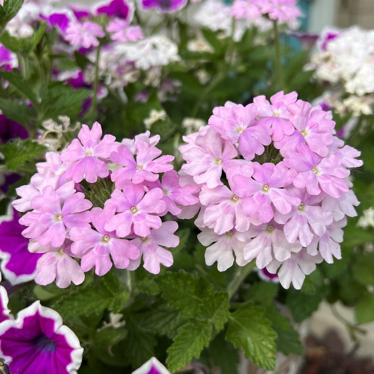 Two clusters of small, light pink Superbena® Pink Cashmere™ Verbena flowers with green leaves are set against a backdrop of pink, purple, and white blooms - Photo Property of Garden Crossings LLC.