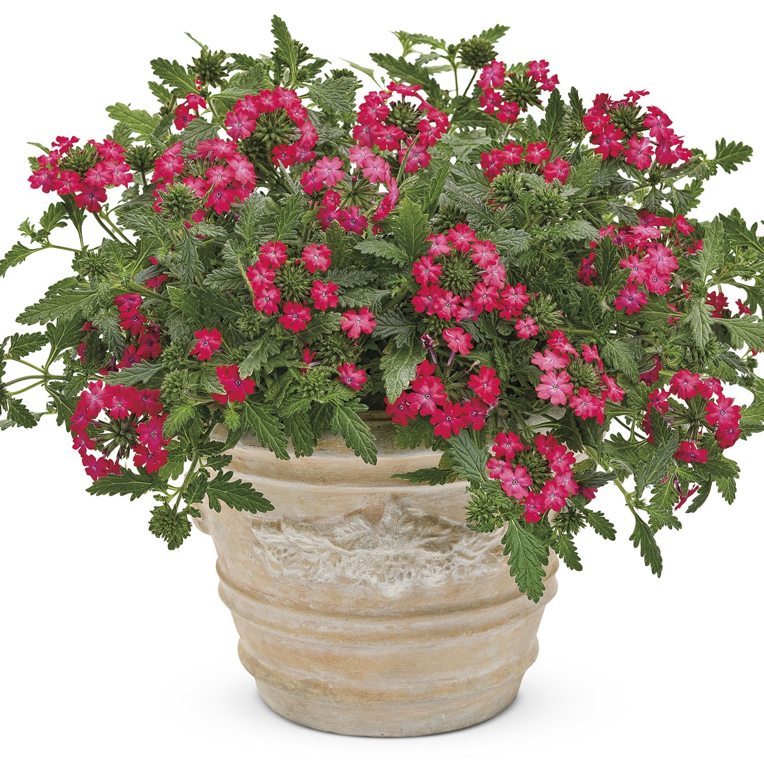 A beige, textured ceramic pot holds lush green foliage and vibrant cherry-pink flowers of Superbena Royale® Iced Cherry Verbena, a stunning trailing plant, displayed against a white background - Photo Courtesy of Proven Winners, Inc. Decorative pot not included.