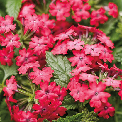 Superbena Royale® Iced Cherry Verbena features clusters of cherry-pink, star-shaped flowers with dark centers among green leaves, making it a striking trailing verbena for gardens - Photo Courtesy of Proven Winners, Inc.