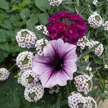 A close-up of a light purple petunia with dark purple veins, surrounded by the reddish-violet flowers, magenta blooms, and clusters of small white blooms of Superbena Royale® Plum Wine Verbena - Photo Property of Garden Crossings LLC.