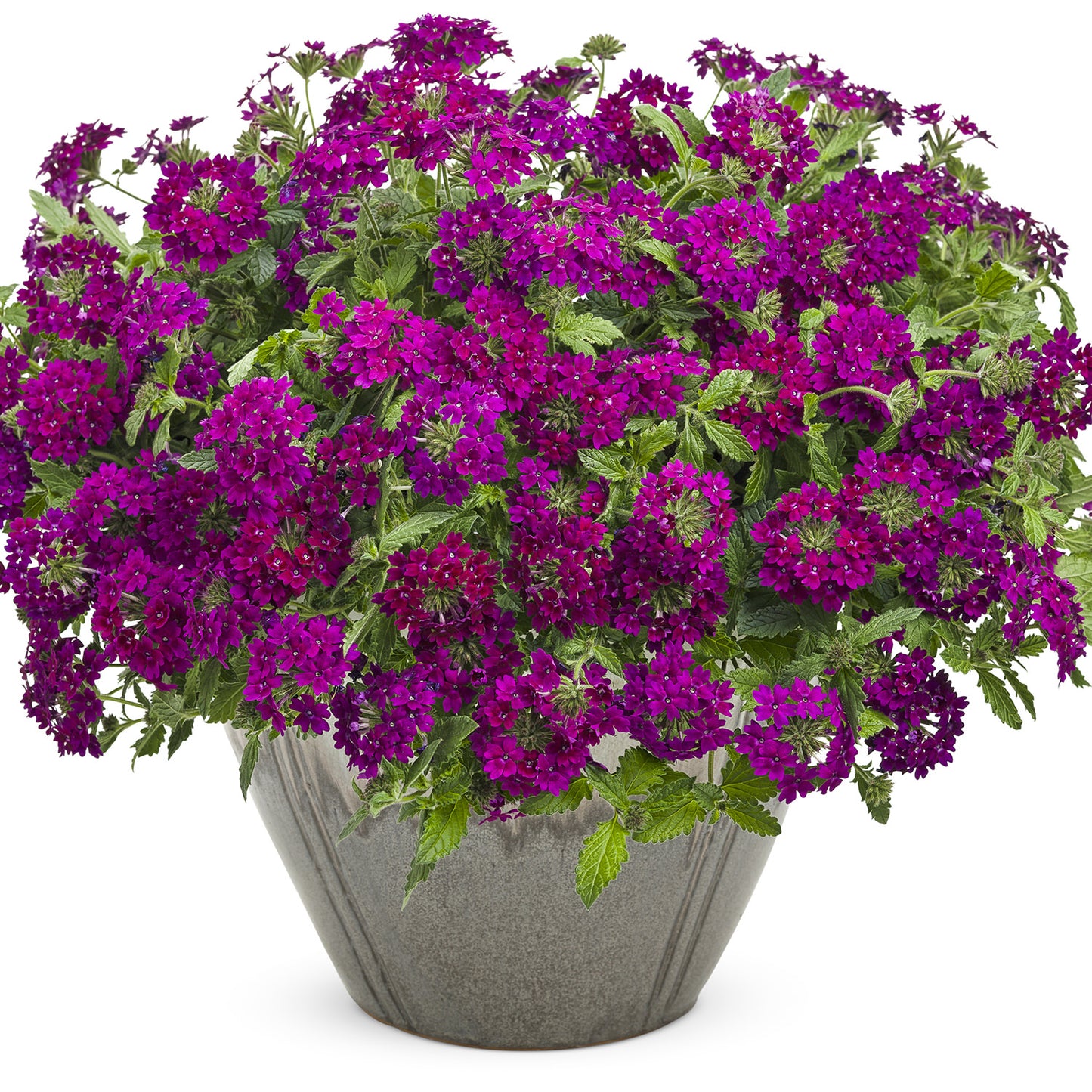 A gray flower pot holds lush Superbena Royale® Plum Wine Verbena, displaying clusters of small reddish-violet blooms and green leaves against a white background - Photo Courtesy of Proven Winners, Inc. Decorative pot not included.