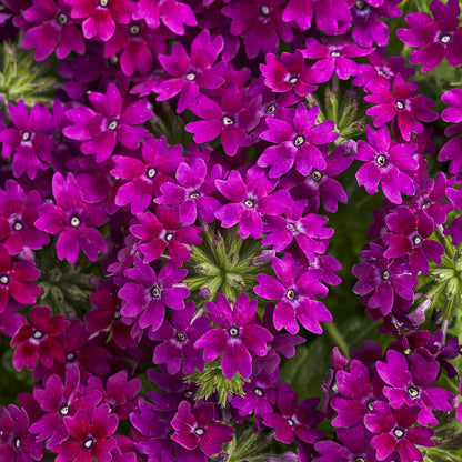 A cluster of vibrant reddish-violet Superbena Royale® Plum Wine Verbena flowers with small white centers is surrounded by green leaves and trailing buds - Photo Courtesy of Proven Winners, Inc.