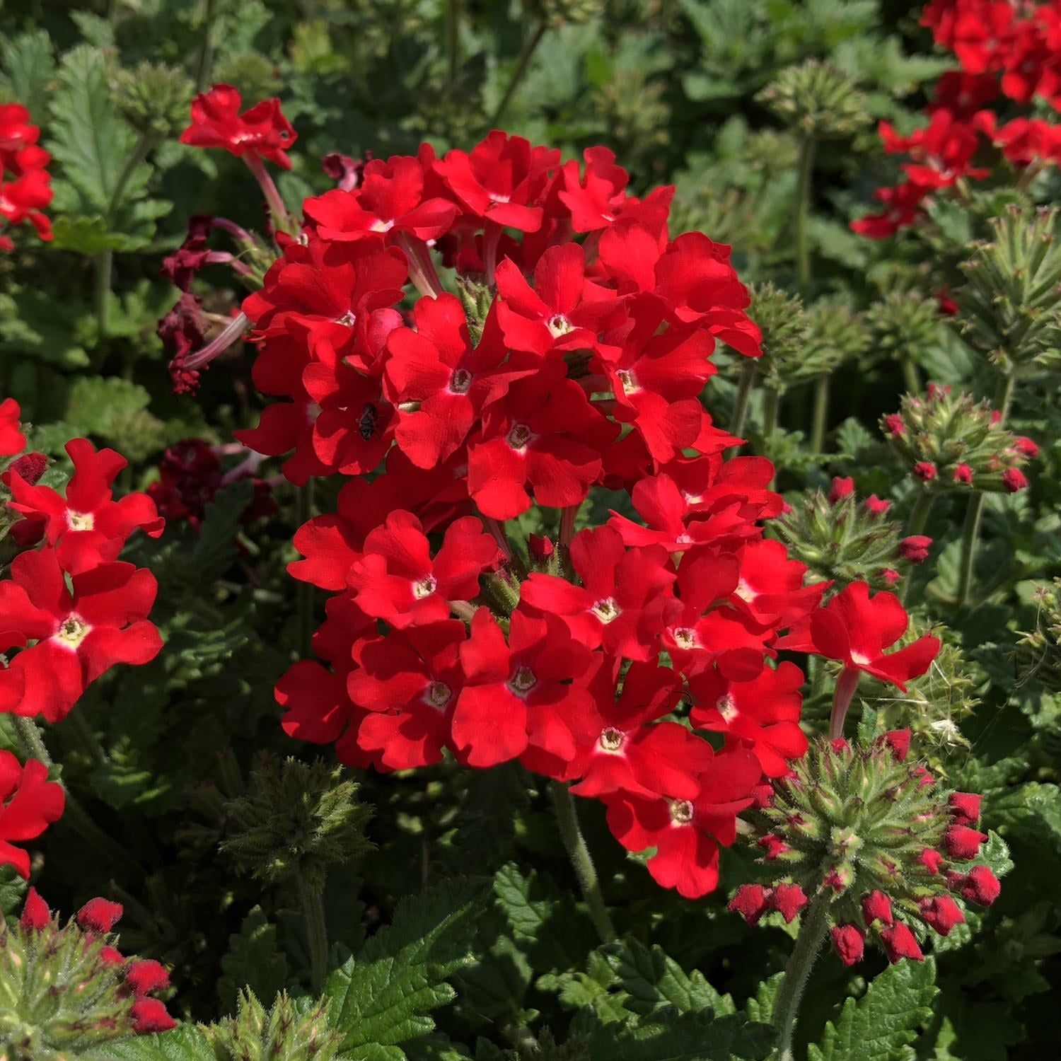 Clusters of Superbena® Scarlet Star Verbena bloom in bright red among green leaves and unopened buds in a sunlit garden - Photo Property of Garden Crossings LLC.
