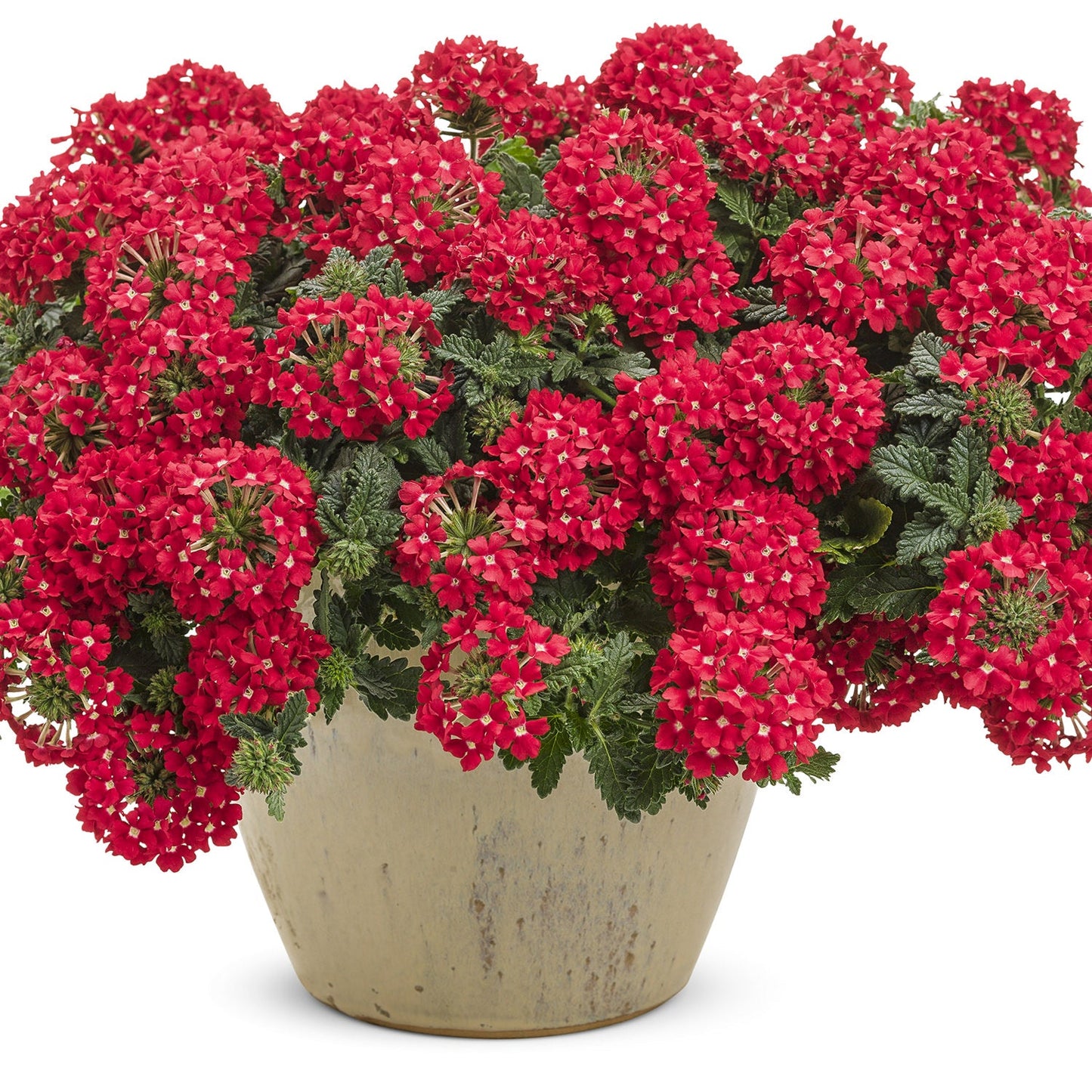 A beige ceramic pot with lush green leaves and vibrant clusters of small red Superbena® Scarlet Star Verbena displayed against a white background - Photo Courtesy of Proven Winners, Inc. Decorative pot not included.