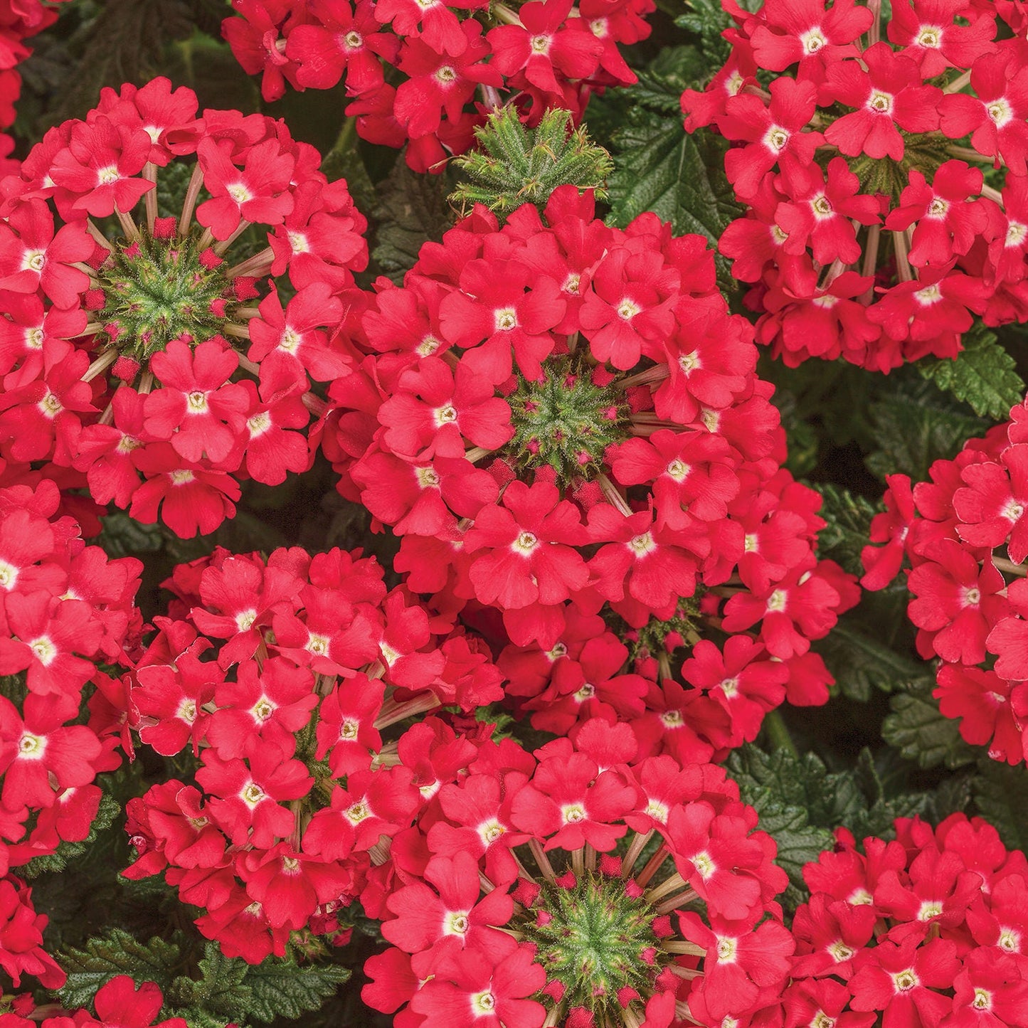 Superbena® Scarlet Star Verbena features vibrant red flowers with small white centers and dark green serrated leaves. These drought-tolerant annuals produce densely packed blooms for a colorful, lush display - Photo Courtesy of Proven Winners, Inc.