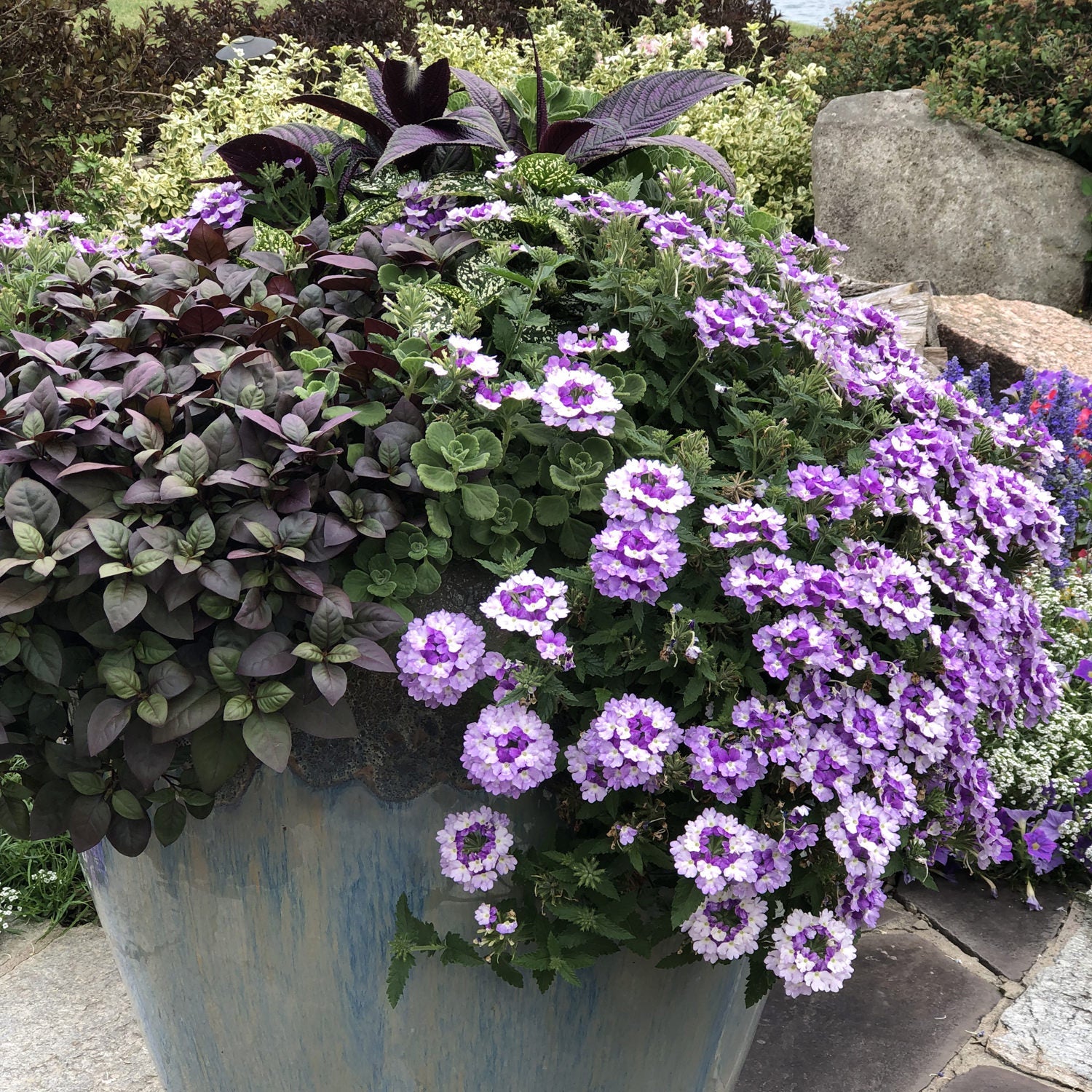 Superbena Sparkling® Amethyst Verbena | Disease Resistant