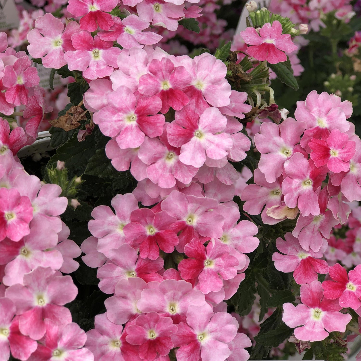 Superbena Sparkling® Rose Verbena - Photo Property of Garden Crossings LLC