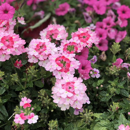 Superbena Sparkling® Rose Verbena - Photo Property of Garden Crossings LLC