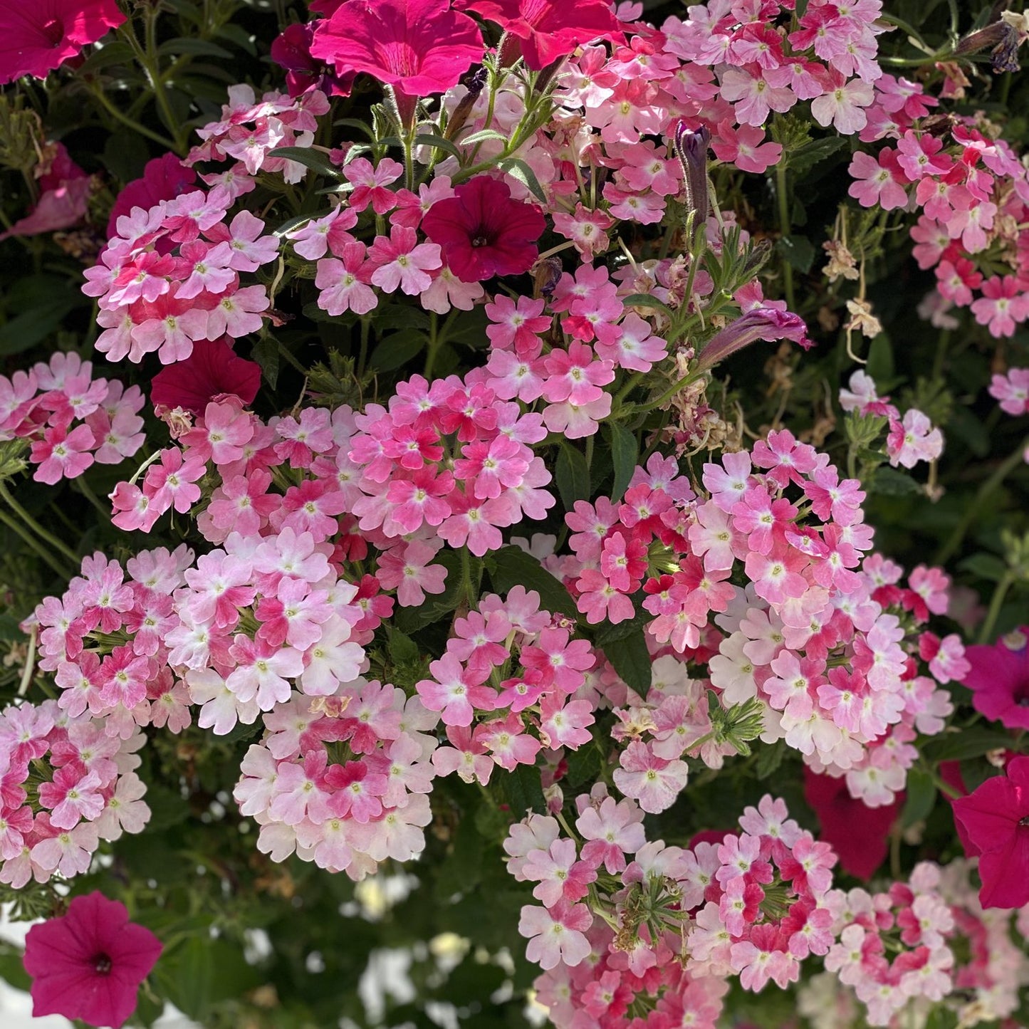 Superbena Sparkling® Rose Verbena - Photo Property of Garden Crossings LLC
