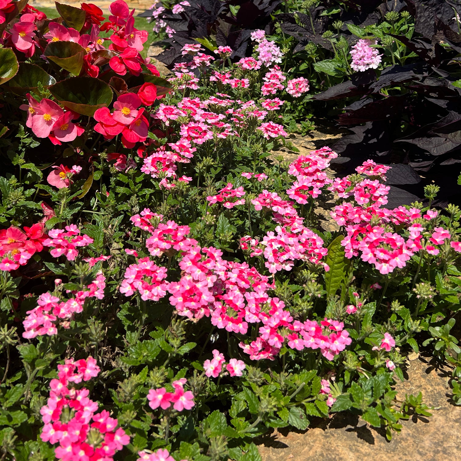 Superbena Sparkling® Rose Verbena - Photo Property of Garden Crossings LLC