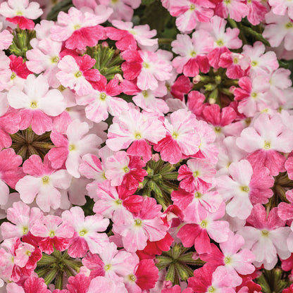 Superbena Sparkling® Rose Verbena - Photo Courtesy of Proven Winners, Inc.