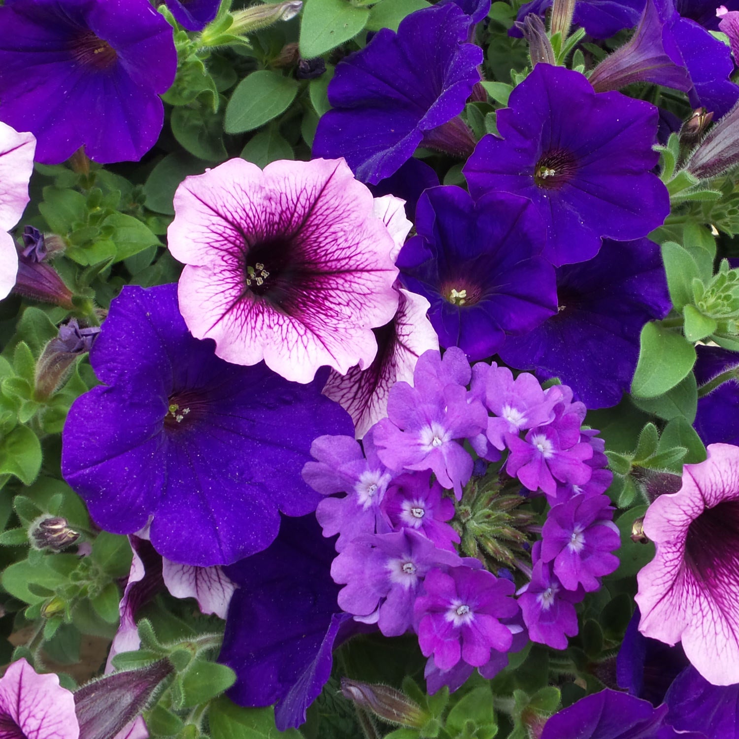 Superbena® Violet Ice Verbena | Pollinator Favorite