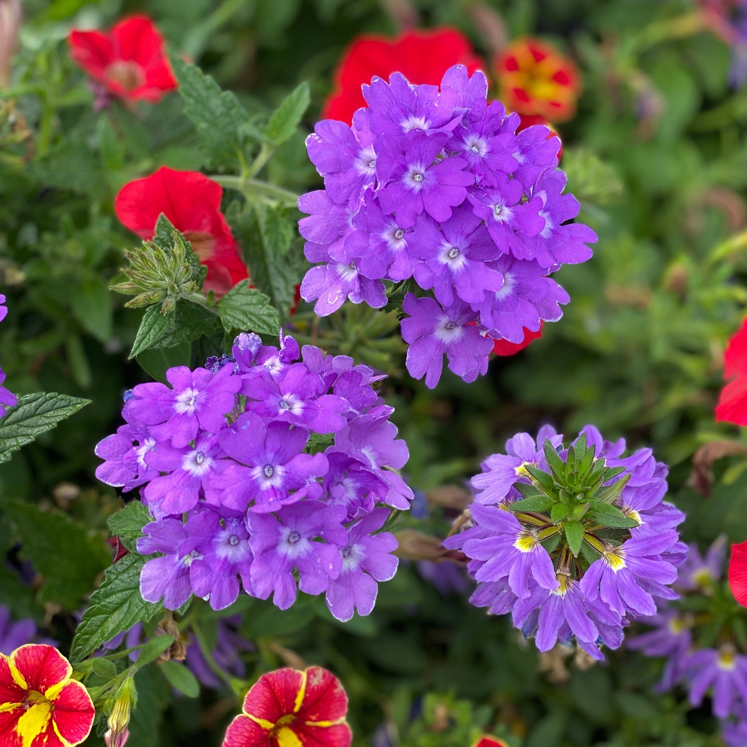 Clusters of vibrant Superbena® Violet Ice Verbena are framed by red and yellow blooms with green foliage, creating a colorful garden scene - Photo Courtesy of Proven Winners, Inc.