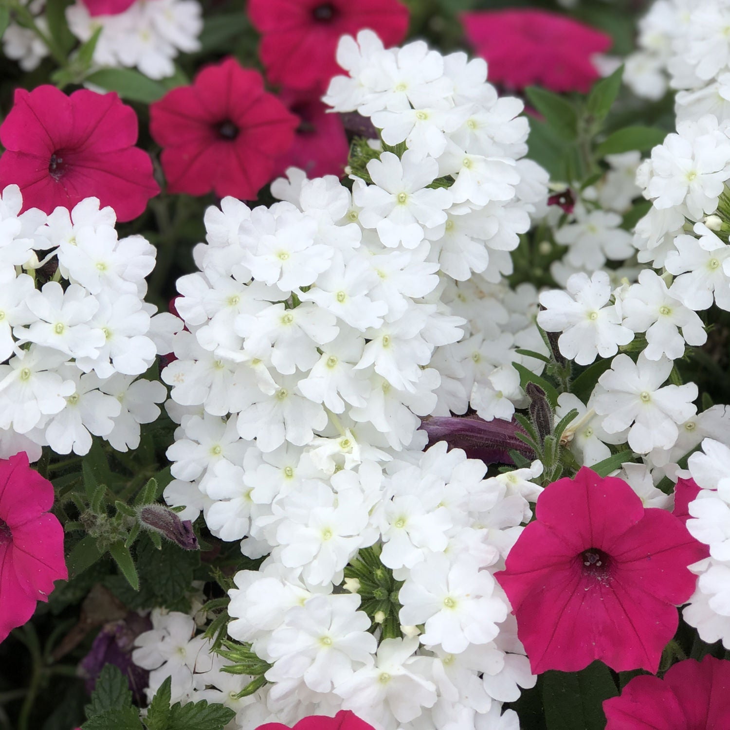 Superbena® Whiteout™ Verbena features vibrant white blooms in dense clusters among green foliage, complemented by magenta five-petal flowers - Photo Property of Garden Crossings LLC.