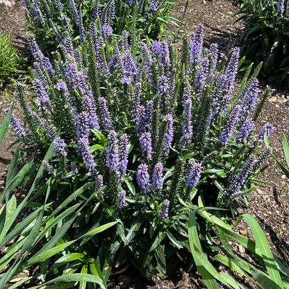 Magic Show® 'Ever After' Spike Speedwell (Veronica) - Photo Property of Garden Crossings LLC