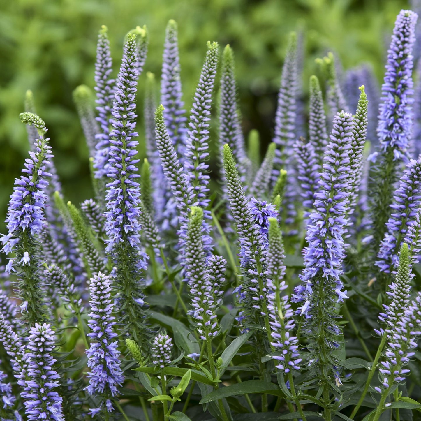 Magic Show® 'Ever After' Spike Speedwell (Veronica) - Photo Courtesy of Proven Winners, Inc.