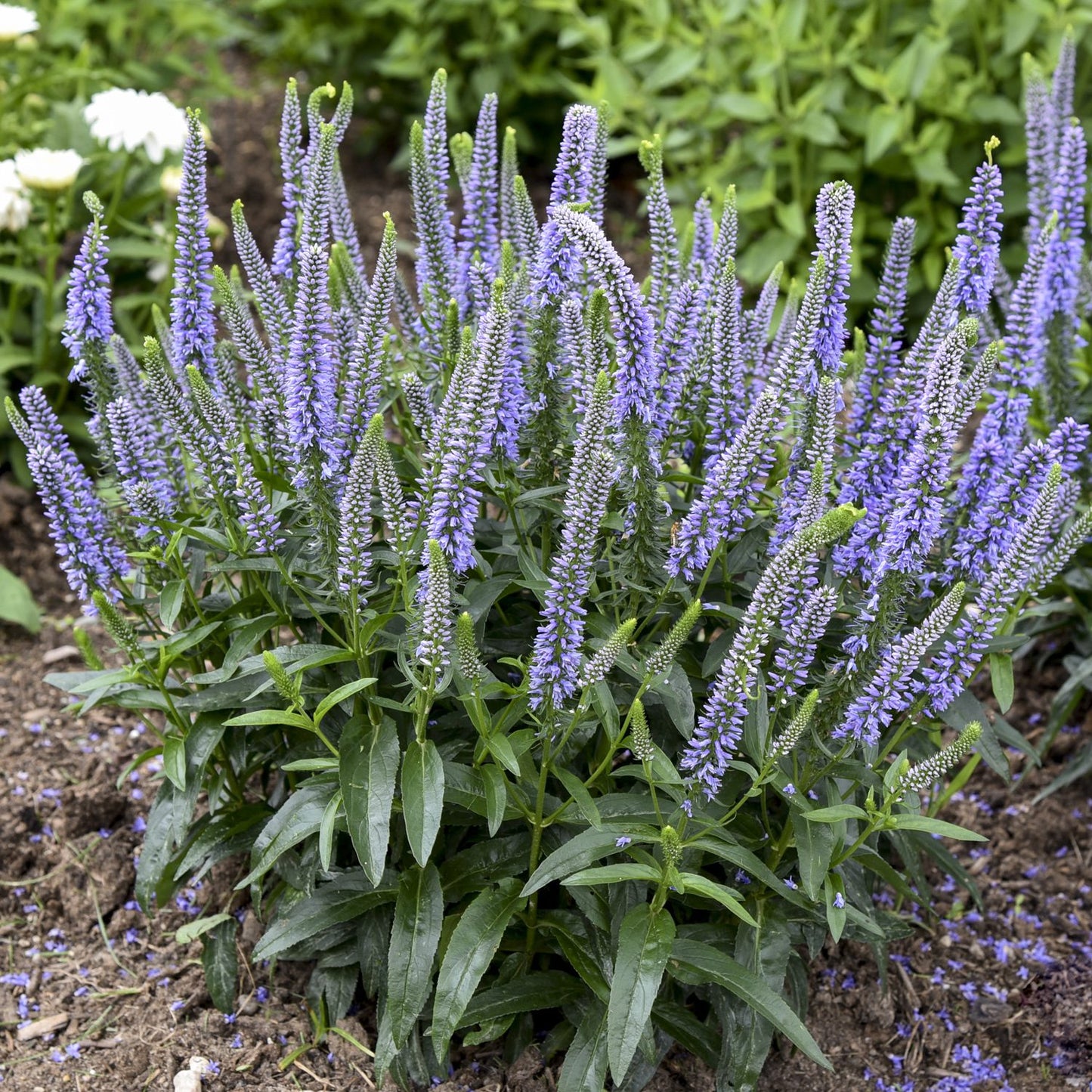 Magic Show® 'Ever After' Spike Speedwell (Veronica) - Photo Courtesy of Proven Winners, Inc.