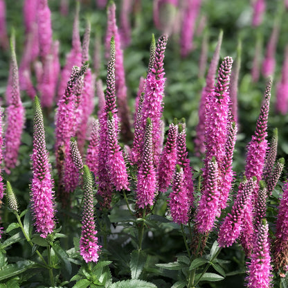 Magic Show® 'Pink Potion' Spike Speedwell (Veronica) - Photo Property of Garden Crossings LLC