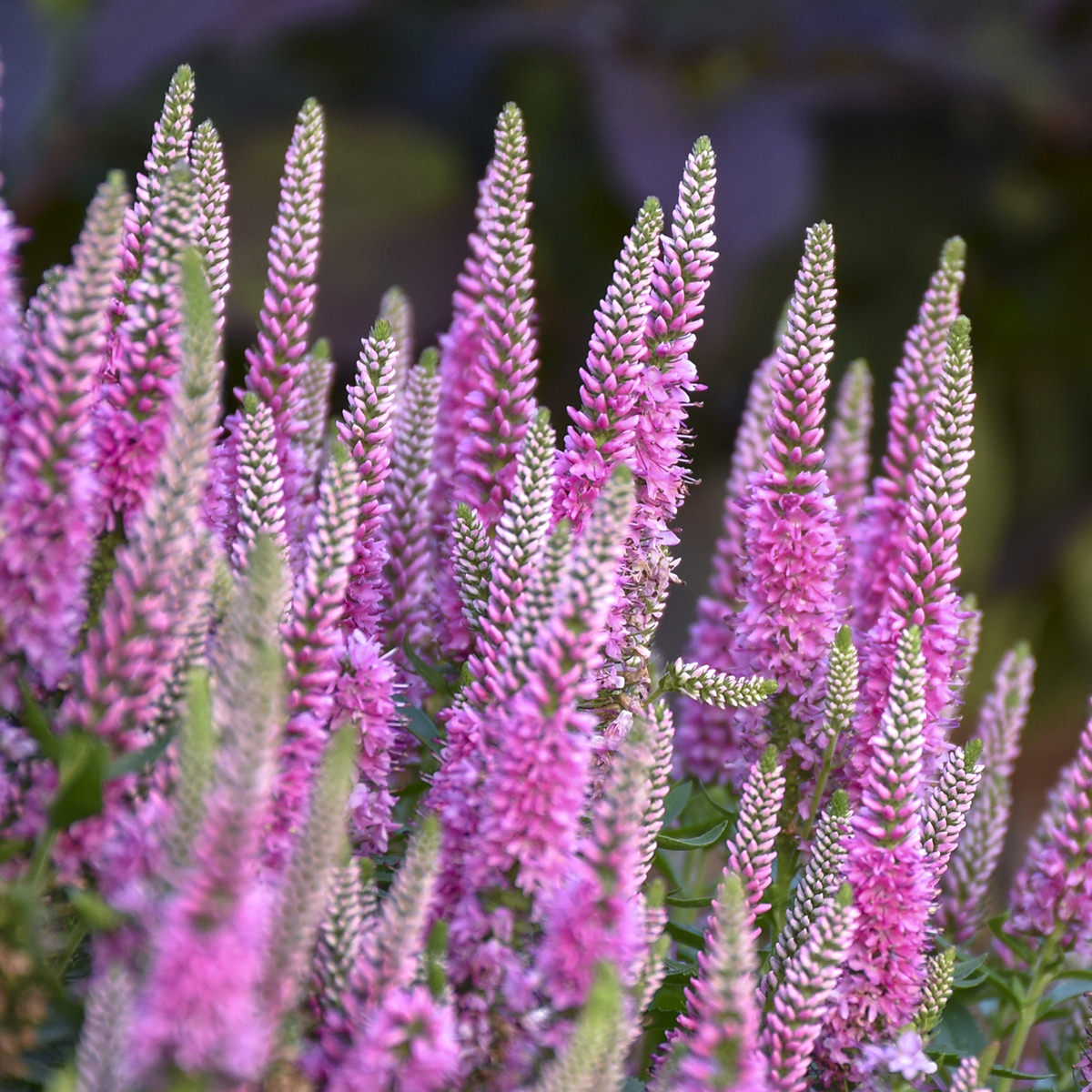 Magic Show® 'Pink Potion' Spike Speedwell (Veronica) - Photo Courtesy of Walters Gardens, Inc.