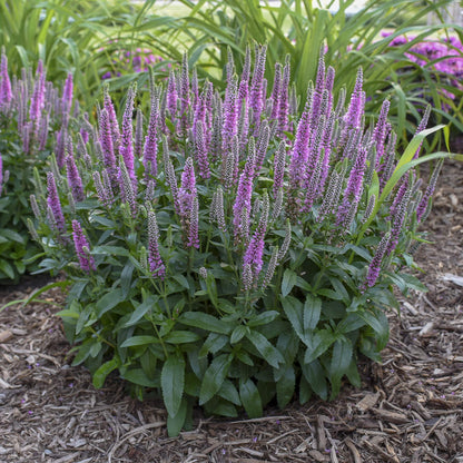Magic Show® 'Pink Potion' Spike Speedwell (Veronica) - Photo Courtesy of Walters Gardens, Inc.