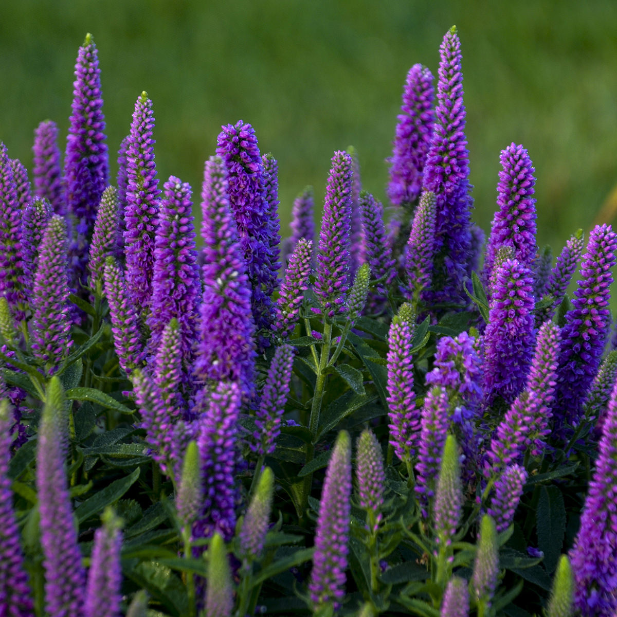 Magic Show® 'Purple Illusion' Spike Speedwell (Veronica) - Photo Courtesy of Walters Gardens, Inc.