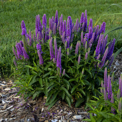 Magic Show® 'Purple Illusion' Spike Speedwell (Veronica) - Photo Courtesy of Walters Gardens, Inc.