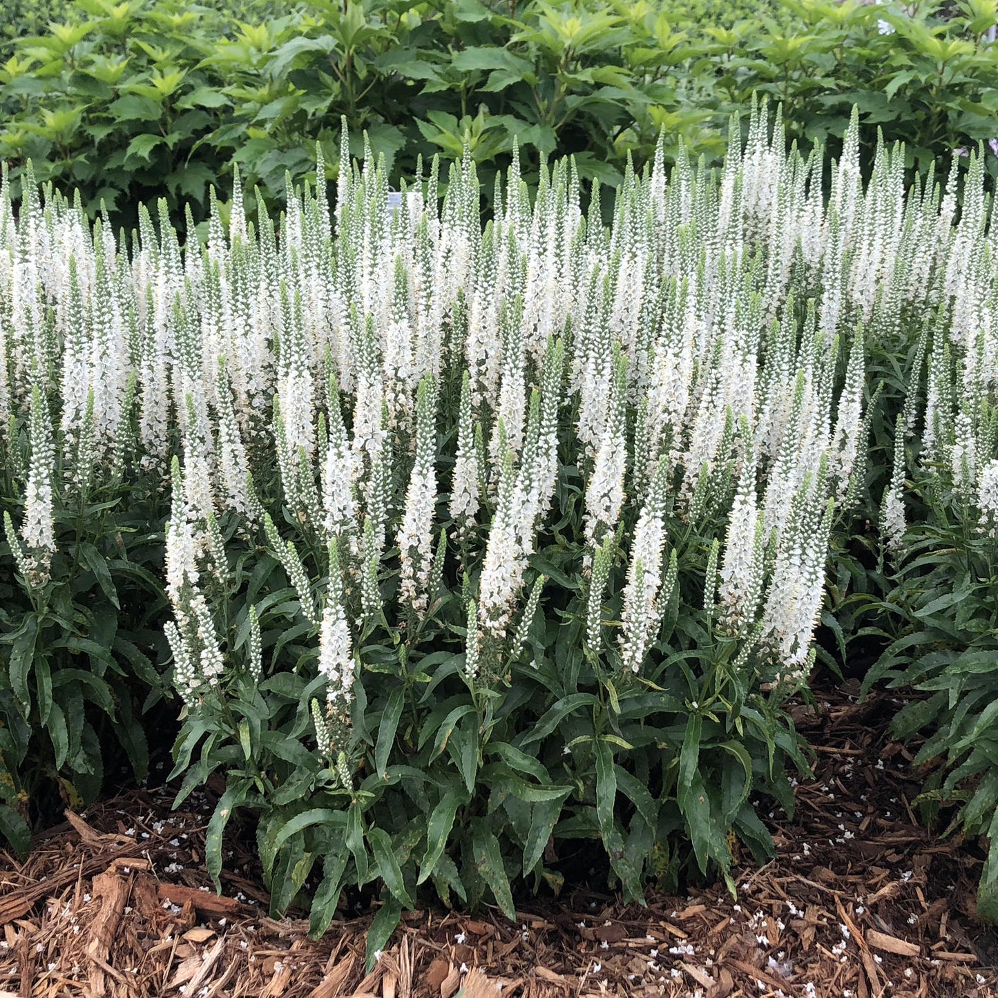 Magic Show® 'White Wands' Spike Speedwell (Veronica) - Photo Property of Garden Crossings LLC