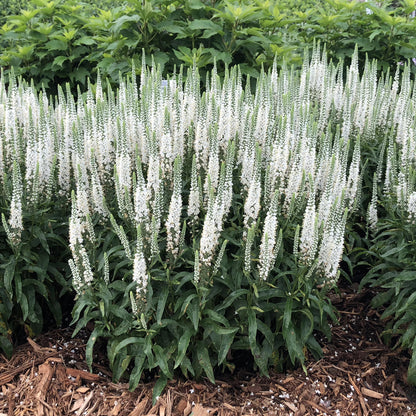 Magic Show® 'White Wands' Spike Speedwell (Veronica) - Photo Property of Garden Crossings LLC