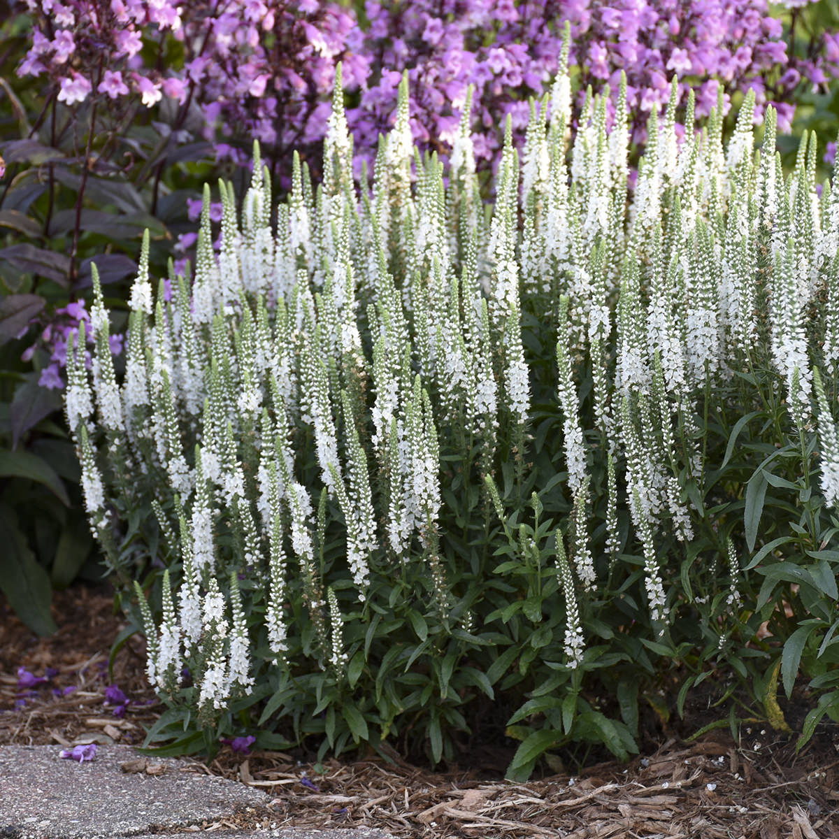 Magic Show® 'White Wands' Spike Speedwell (Veronica) - Photo Courtesy of Walters Gardens, Inc.