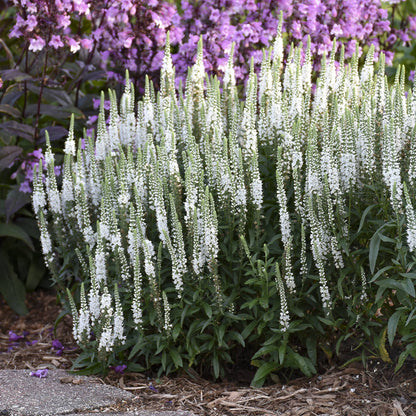 Magic Show® 'White Wands' Spike Speedwell (Veronica) - Photo Courtesy of Walters Gardens, Inc.