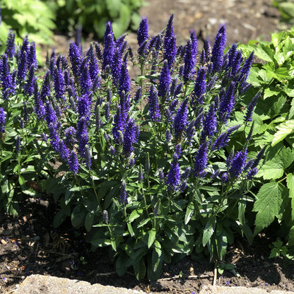 Magic Show® 'Wizard of Ahhs' Spike Speedwell (Veronica) - Photo Property of Garden Crossings LLC
