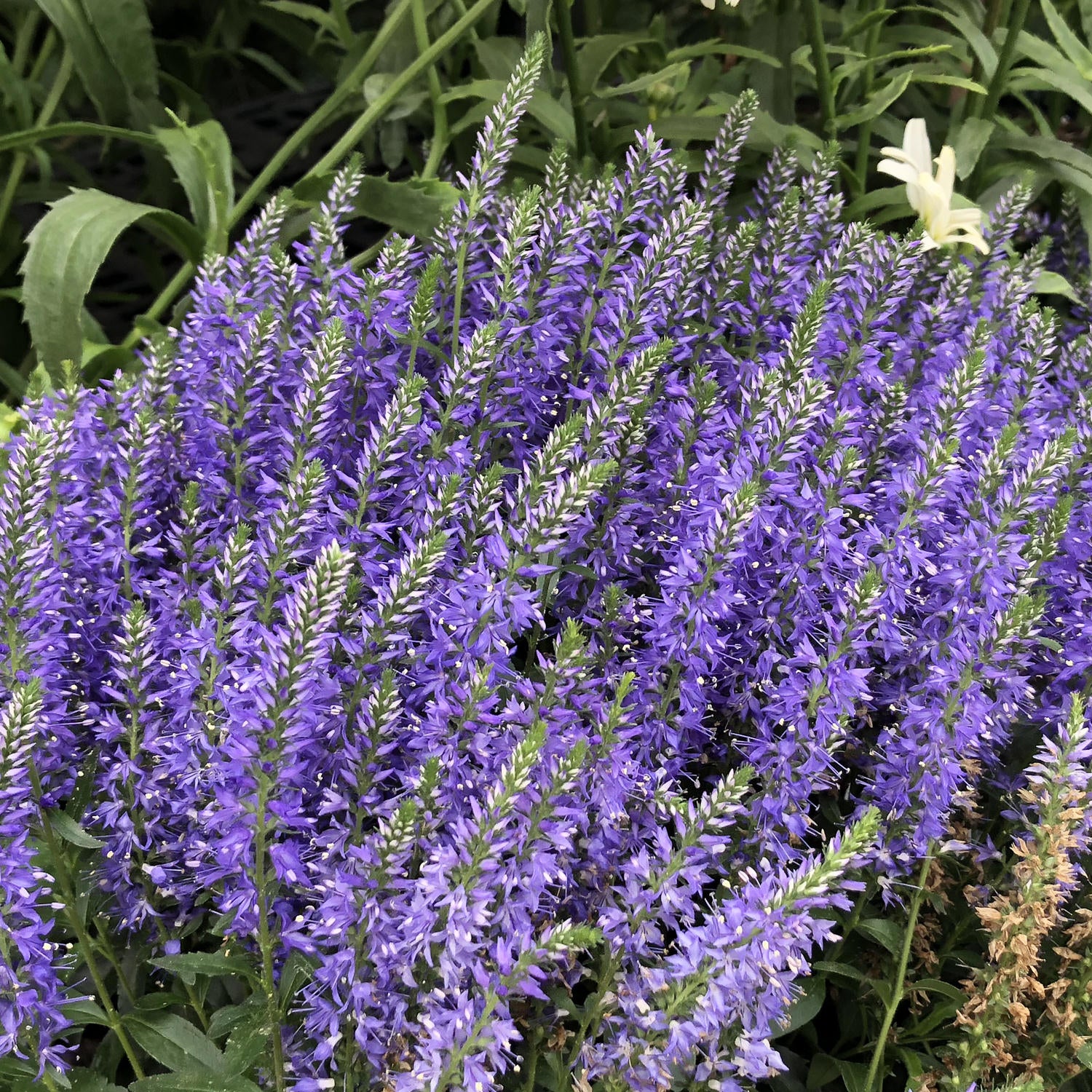 Magic Show® 'Wizard of Ahhs' Spike Speedwell (Veronica) - Photo Property of Garden Crossings LLC