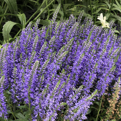 Magic Show® 'Wizard of Ahhs' Spike Speedwell (Veronica) - Photo Property of Garden Crossings LLC