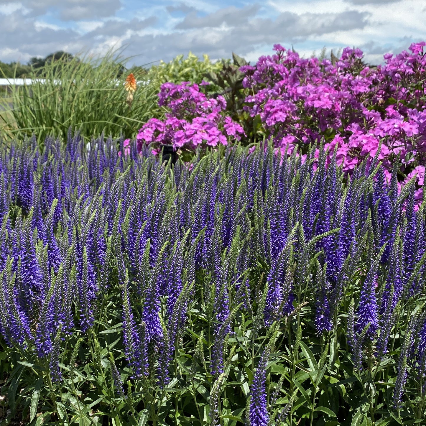 Magic Show® 'Wizard of Ahhs' Spike Speedwell (Veronica) - Photo Property of Garden Crossings LLC