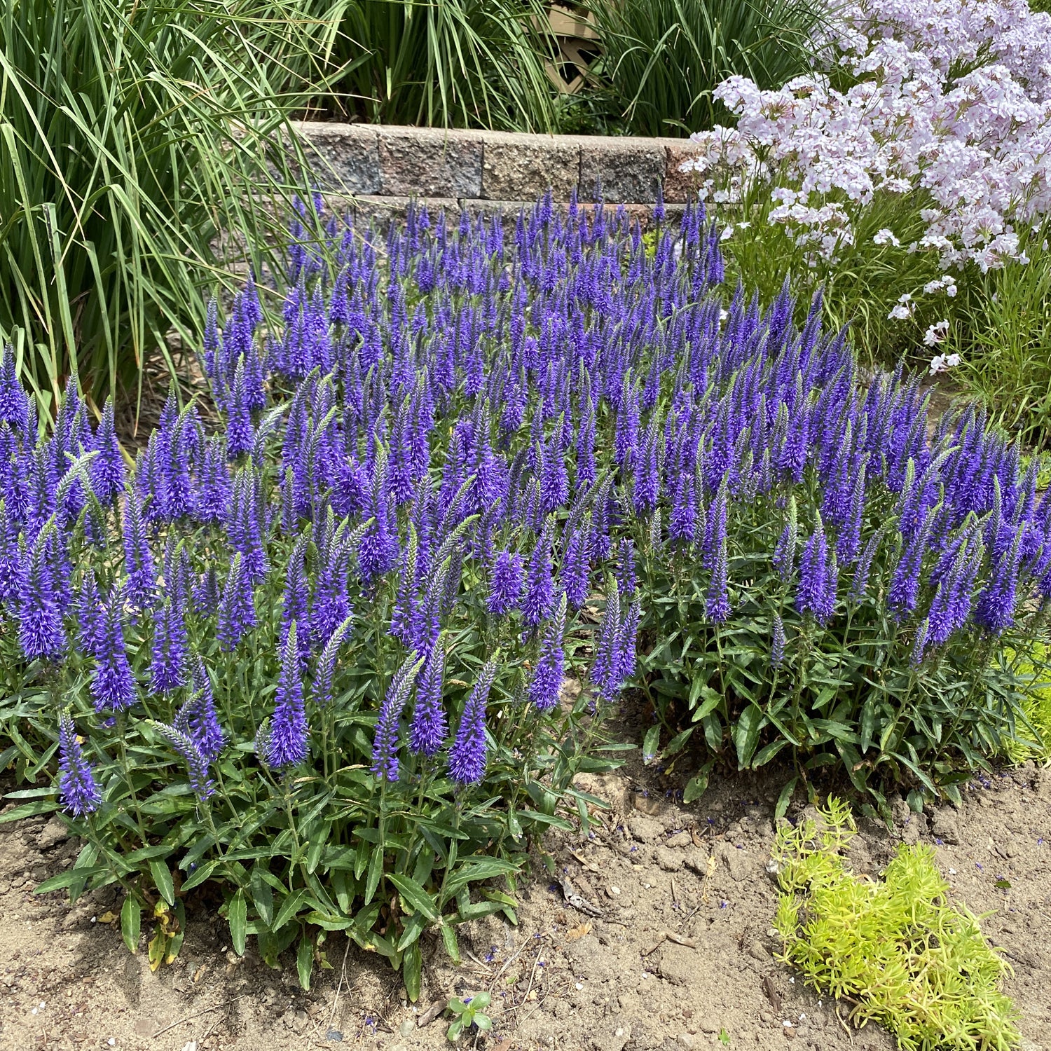 Magic Show® 'Wizard of Ahhs' Spike Speedwell (Veronica) - Photo Property of Garden Crossings LLC