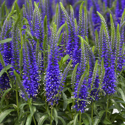 Magic Show® 'Wizard of Ahhs' Spike Speedwell (Veronica) - Photo Courtesy of Walters Gardens, Inc.
