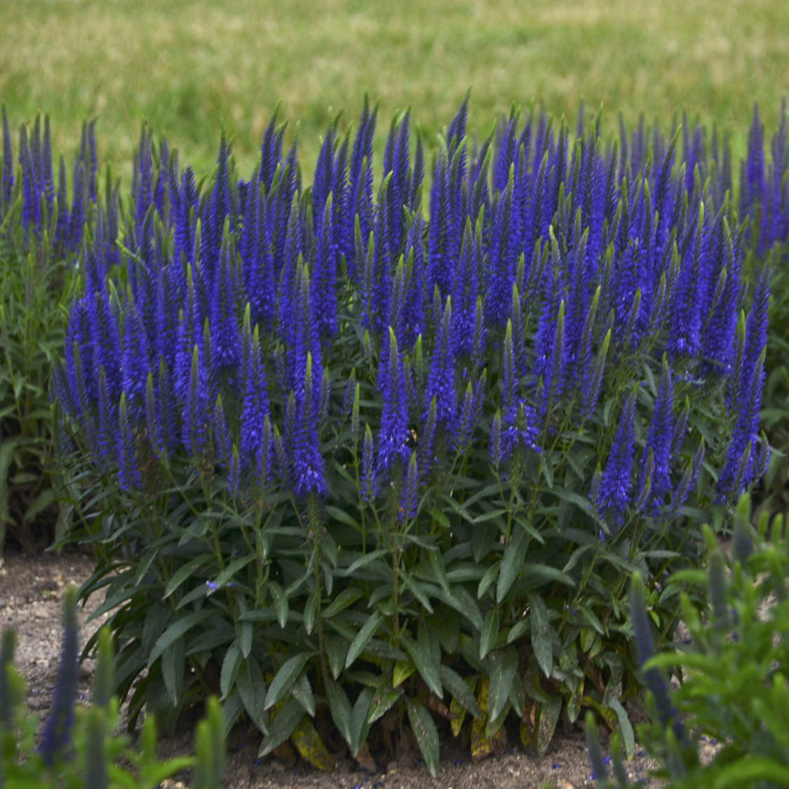 Magic Show® 'Wizard of Ahhs' Spike Speedwell (Veronica) - Photo Courtesy of Walters Gardens, Inc.