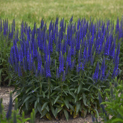 Magic Show® 'Wizard of Ahhs' Spike Speedwell (Veronica) - Photo Courtesy of Walters Gardens, Inc.