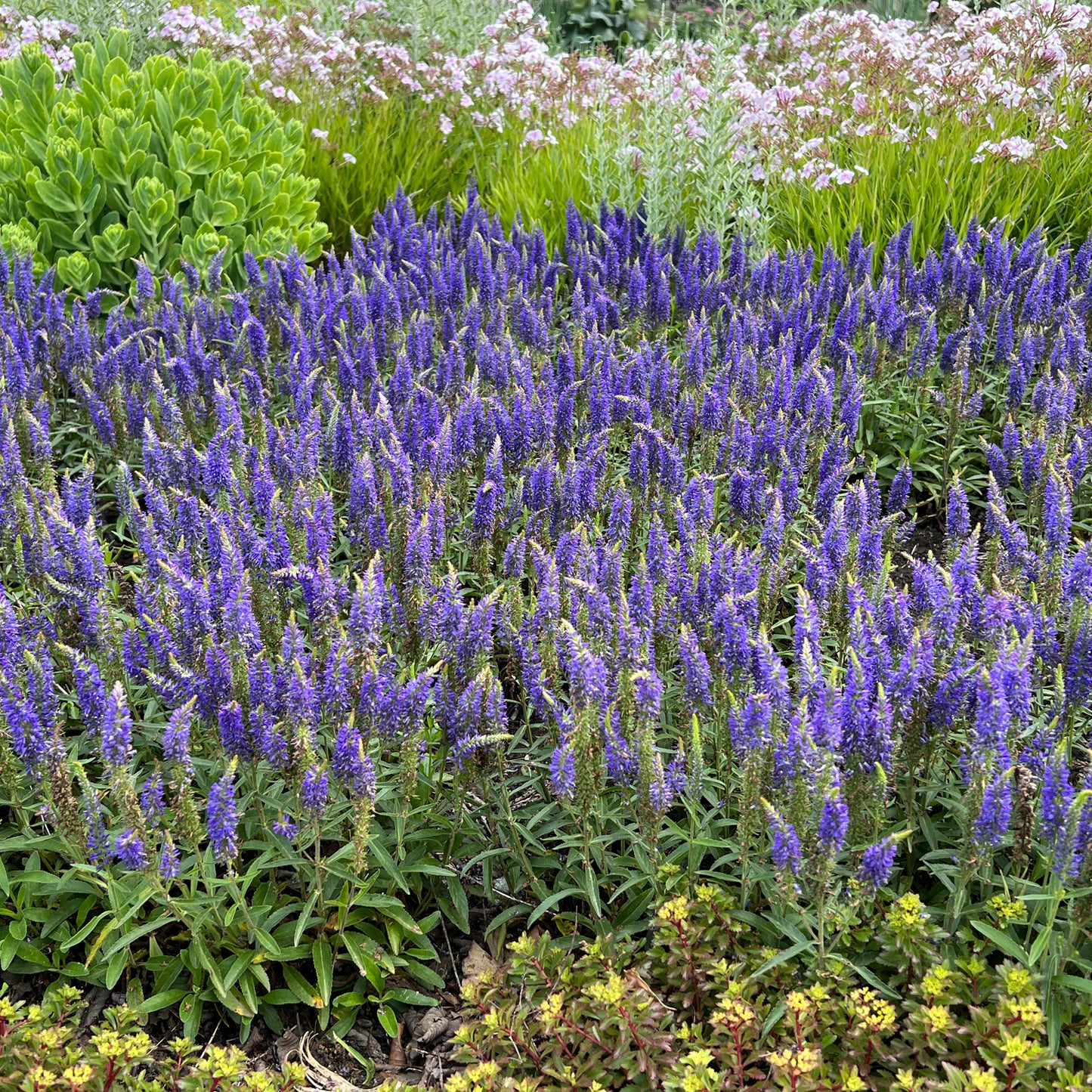 Magic Show® 'Wizard of Ahhs' Spike Speedwell (Veronica) - Photo Property of Garden Crossings LLC
